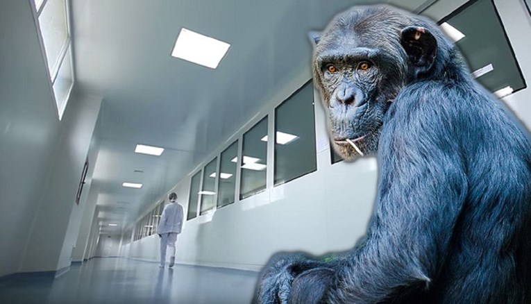 Najluđa vatrogasna intervencija: Na radiologiji riječke bolnice hvatali odbjeglog majmuna