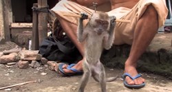 VIDEO Majmun koji je izvodio ulični performans konačno je oslobođen i vraćen u divljinu