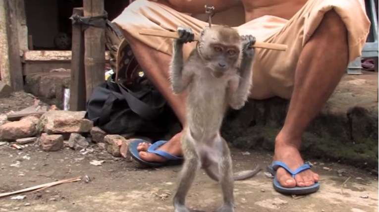 VIDEO Majmun koji je izvodio ulični performans konačno je oslobođen i vraćen u divljinu