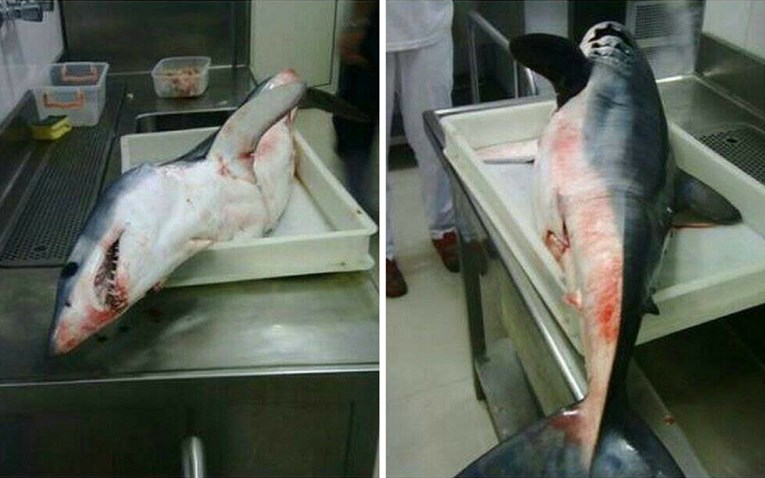 U Jadranu ulovljen morski pas dulji od dva metra
