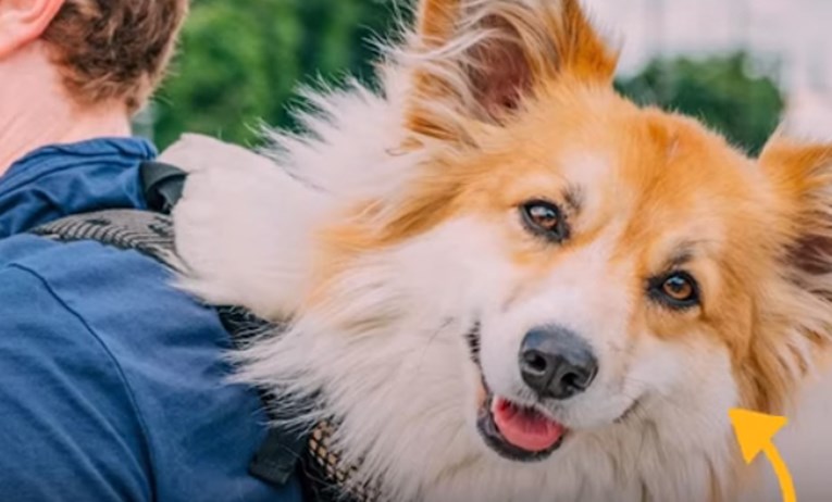VIDEO Njujorški psi popravljaju ljudima dane na presladak način