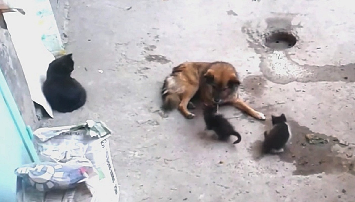 VIDEO Mama mačka je svoje mačiće upoznala sa starim prijateljem iz susjedstva