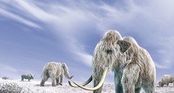 Znanstvenici objavili što je dovelo do izumiranja mamuta