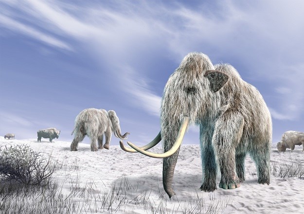 Znanstvenici objavili što je dovelo do izumiranja mamuta