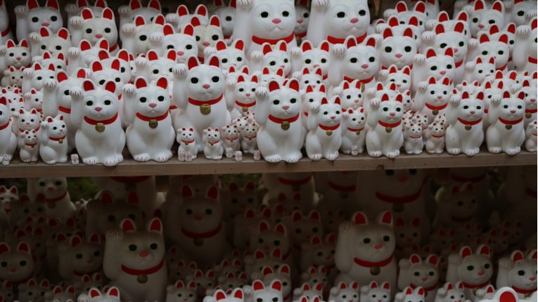 Japanska bobtail mačka - maca koja donosi sreću
