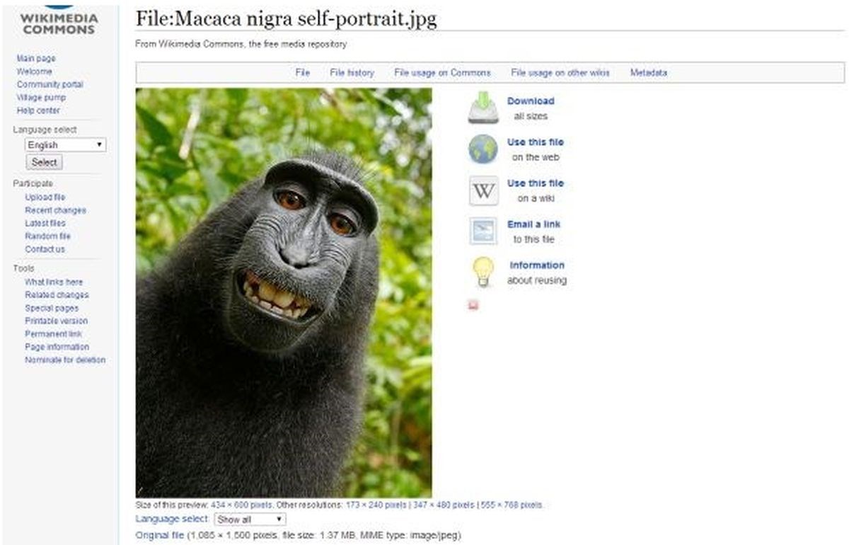 Bankrotirao sudeći se oko autorskih prava s majmunom