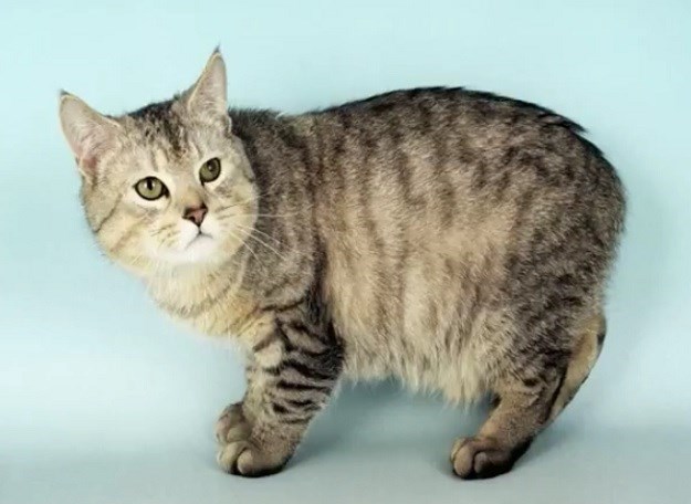 Manx mačka: Razigrani ljubimac izgledom (malo) drugačiji od drugih