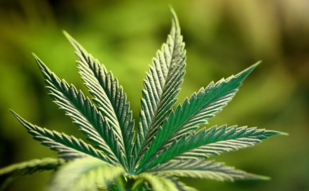 Svjetski stručnjaci u Zagrebu: "Marihuana je najkorisnija biljka na planetu"
