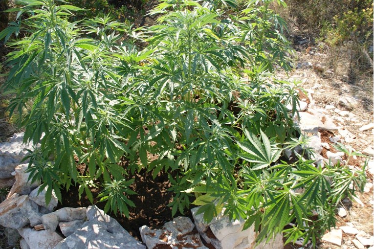 FOTO Na Korčuli uzgajali marihuanu, pa ju prodavali i dijelili djeci u školi