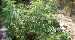 FOTO Na Korčuli uzgajali marihuanu, pa ju prodavali i dijelili djeci u školi