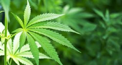Zimbabve legalizirao marihuanu za medicinsku upotrebu
