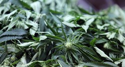Zagrebačka policija otkrila laboratorij za uzgoj marihuane, četvero uhićenih