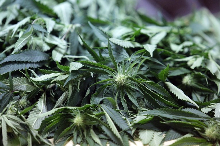 Zagrebačka policija otkrila laboratorij za uzgoj marihuane, četvero uhićenih