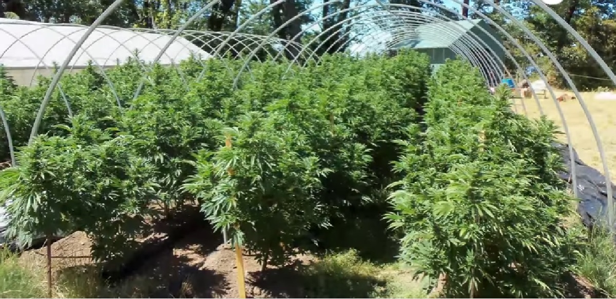Trudeau planira legalizirati rekreacijsko korištenje marihuane u cijeloj državi