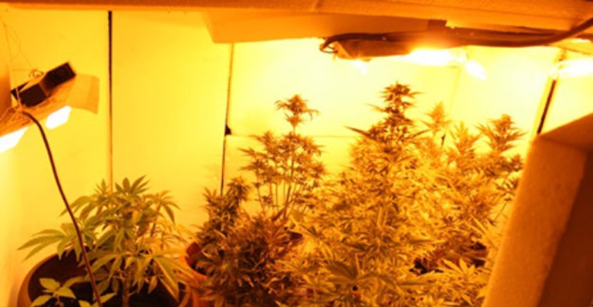U blizini Trogira 33-godišnjak uzgajao marihuanu u potkrovlju
