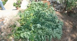 36-godišnjak "pao" s marihuanom u Požegi, pretragom njegove kuće pronađene zasađene stabljike