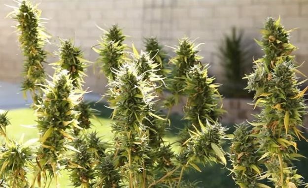 Umjesto uobičajenih biljaka, uz ulice glavnog grada posadili tisuće stabljika marihuane