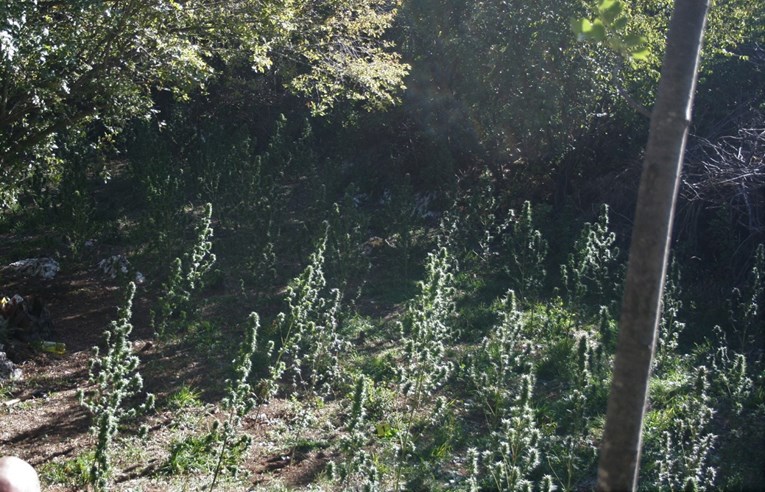 Kod Imotskog otkrivena plantaža marihuane, pogledajte fotografije