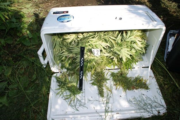 U Zažablju kod Metkovića policija otkrila plantažu marihuane i zaplijenila 192 kilograma trave
