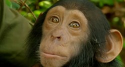 Beba čimpanza ostala je bez majke zbog lovaca, no svejedno voli ljude