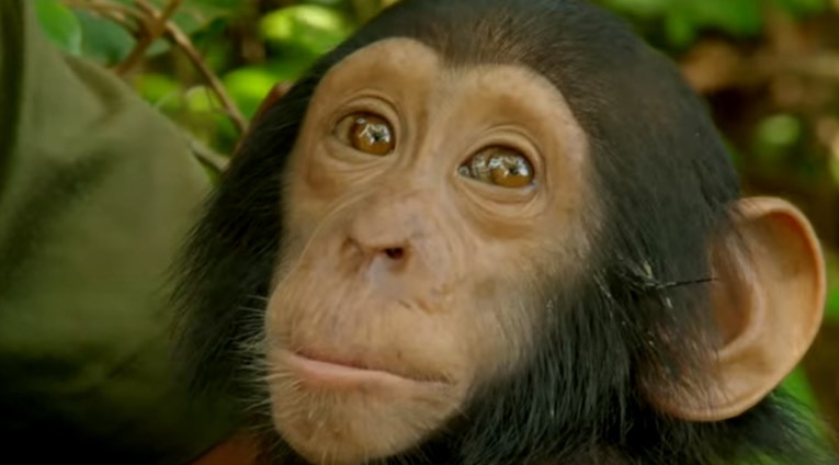 Beba čimpanza ostala je bez majke zbog lovaca, no svejedno voli ljude