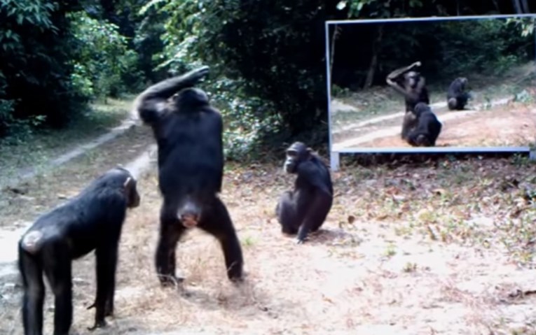 Fotograf je postavio zrcalo u diviljnu kako bi snimio reakcije životinja