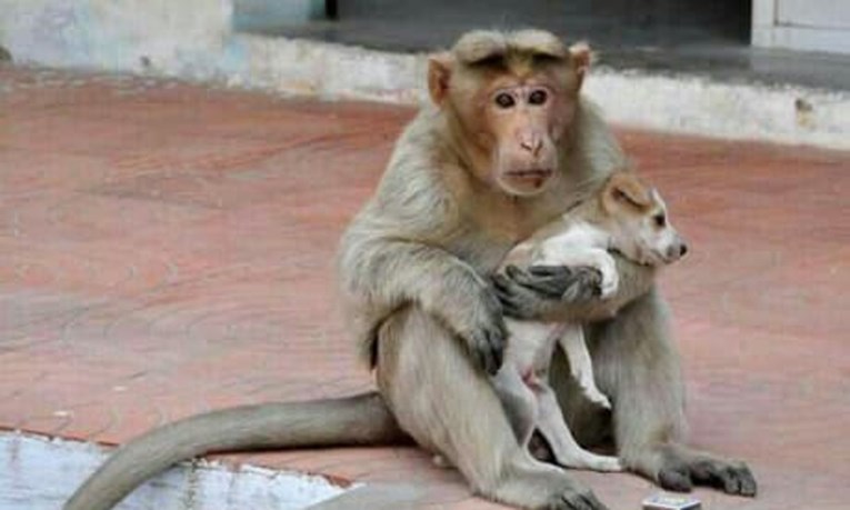 Priča o prijateljstvu između majmuna i psa dokaz je da životinje imaju osjećaje