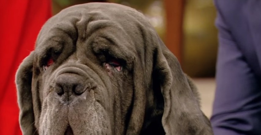 Upoznajte Marthu, najružnijeg psa na svijetu koji će vam rastopiti srce
