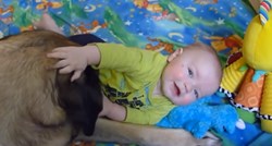 VIDEO Engleski mastif i djeca savršen su spoj