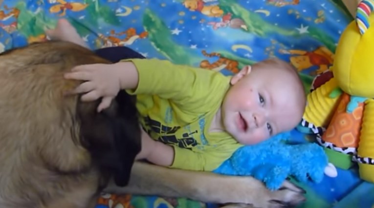 VIDEO Engleski mastif i djeca savršen su spoj