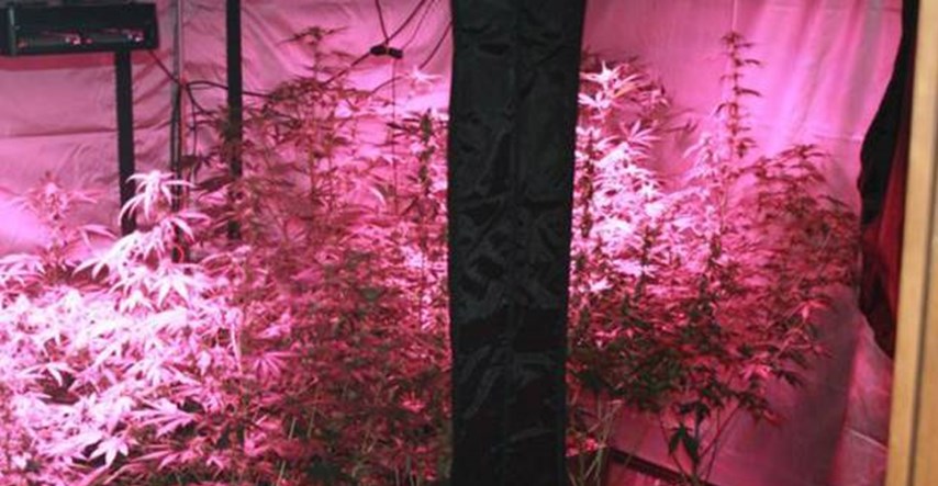 Matulji: U kući podigao šatore za uzgoj marihuane