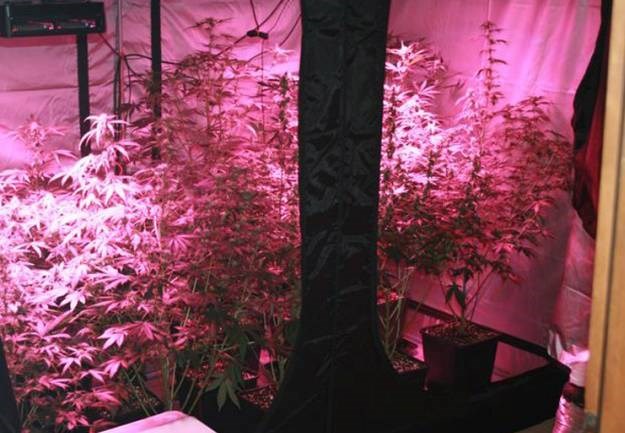 Matulji: U kući podigao šatore za uzgoj marihuane