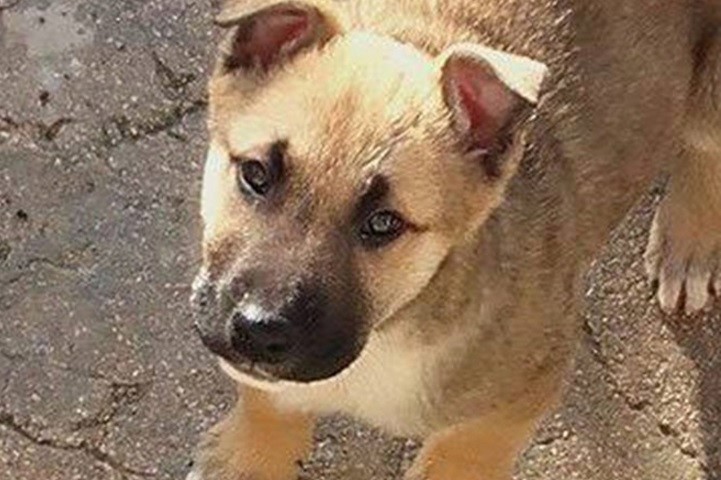 Traže dom: Max i Mima ostavljeni su zavezani u najlonskoj vrećici!