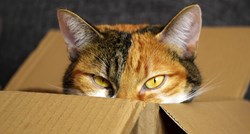 Zašto vaše mace toliko vole kutije?