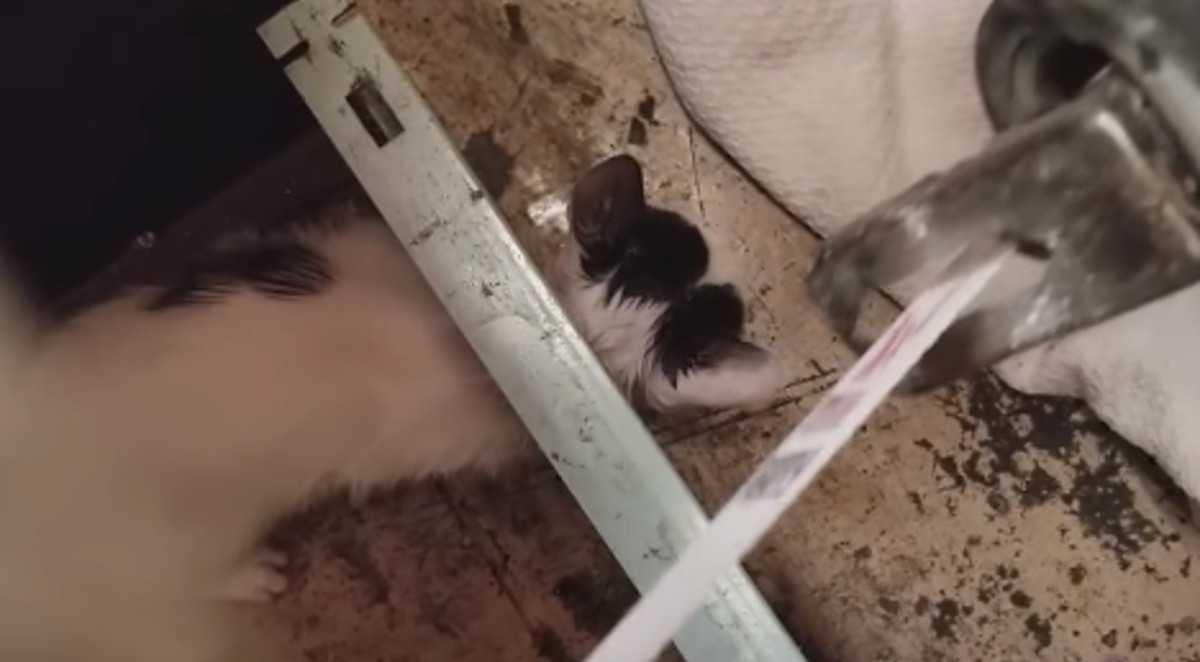 VIDEO Maleni mačić zapeo je ispod metalne cijevi, a oni su mu spasili život