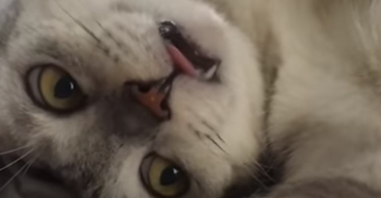 VIDEO S ovim mačkama nešto nije u redu i to izgleda presmiješno