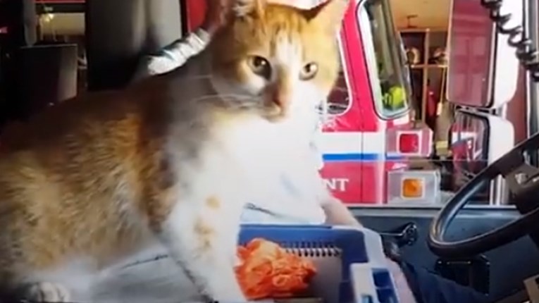 VIDEO Ovaj mačak postao je dio vatrogasnog tima i svoj posao obavlja odlično