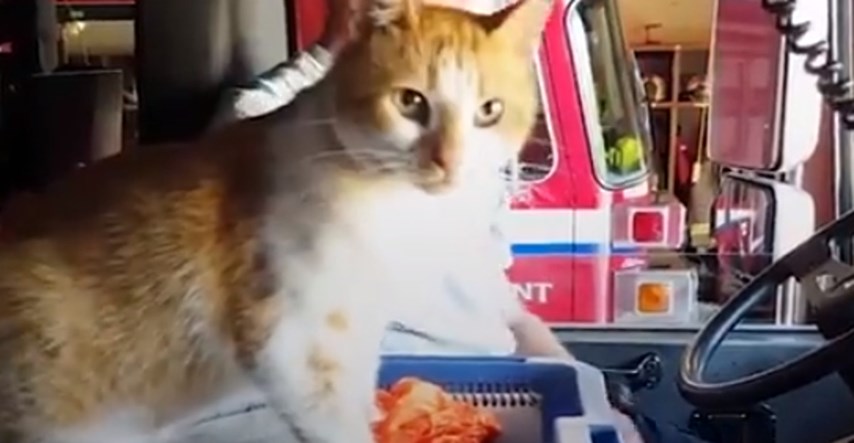 VIDEO Ovaj mačak postao je dio vatrogasnog tima i svoj posao obavlja odlično