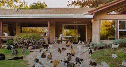 Kroz njezino imanje prošlo je 28.000 mačaka, a život joj izgleda nevjerojatno