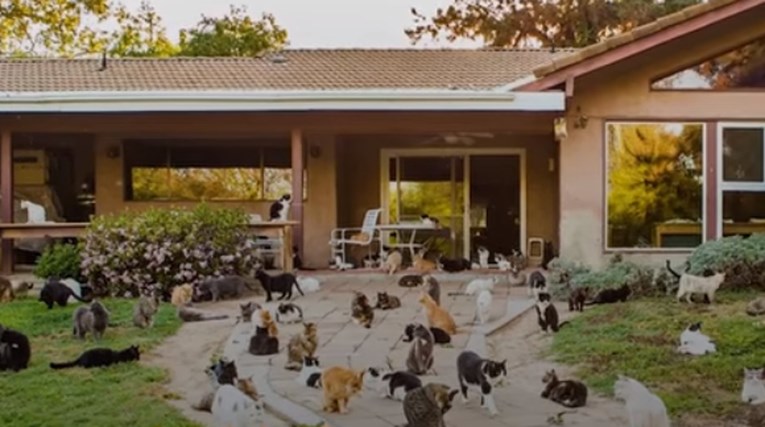Kroz njezino imanje prošlo je 28.000 mačaka, a život joj izgleda nevjerojatno