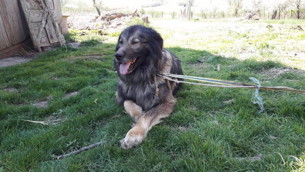 Medo hitno traži novi dom, a ako ga ne pronađe, bit će uspavan