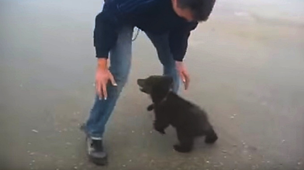 VIDEO Bio je ovo najslađi napad medvjeda ikad!
