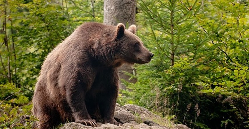 Ovaj medvjed  je stvarno velika maza - visok je gotovo 3 metra!