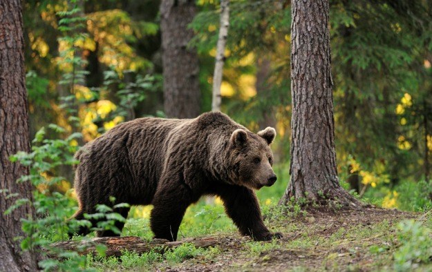 Sud u Rusiji spasio medvjede od alkoholizma: Vlasnik bara iskorištavao životinje