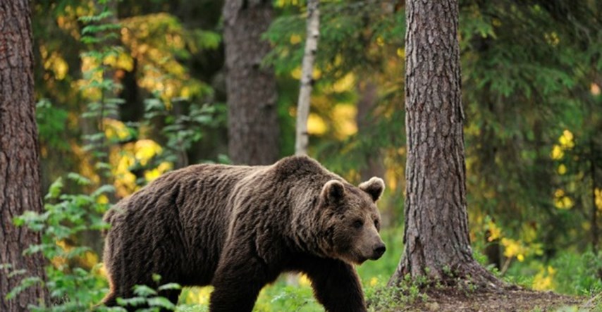 Sud u Rusiji spasio medvjede od alkoholizma: Vlasnik bara iskorištavao životinje