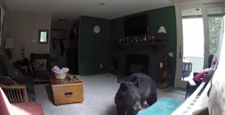 VIDEO Kamera uhvatila medvjeda kako je provalio u kuću i učinio nešto nevjerojatno