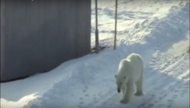 Polarni medvjedi opkolili znanstvenike na arktičkom otoku, spasio ih helikopter
