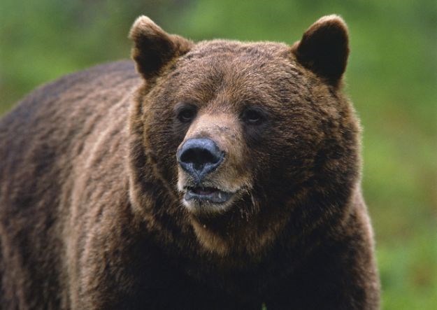 Slovenski poljoprivrednici prosvjedovali protiv medvjeda i vukova