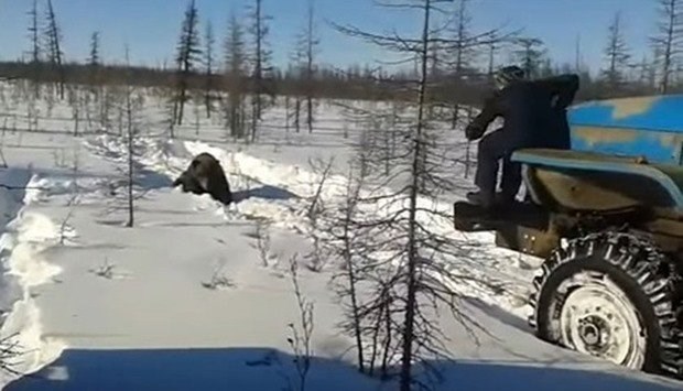 UZNEMIRUJUĆA SNIMKA Ljudske zvijeri na Sibiru pregazile medvjeda kamionom, sve snimili i objavili