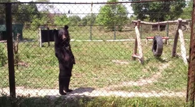 Ovo je podijelilo internet: Hoda li ovaj medvjed kao čovjek ili čovjek hoda kao medvjed?